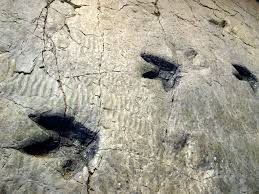 Descubren en La Rioja uno de los dinosaurios más antiguos con cuello largo y cuerpo&nbsp;grande